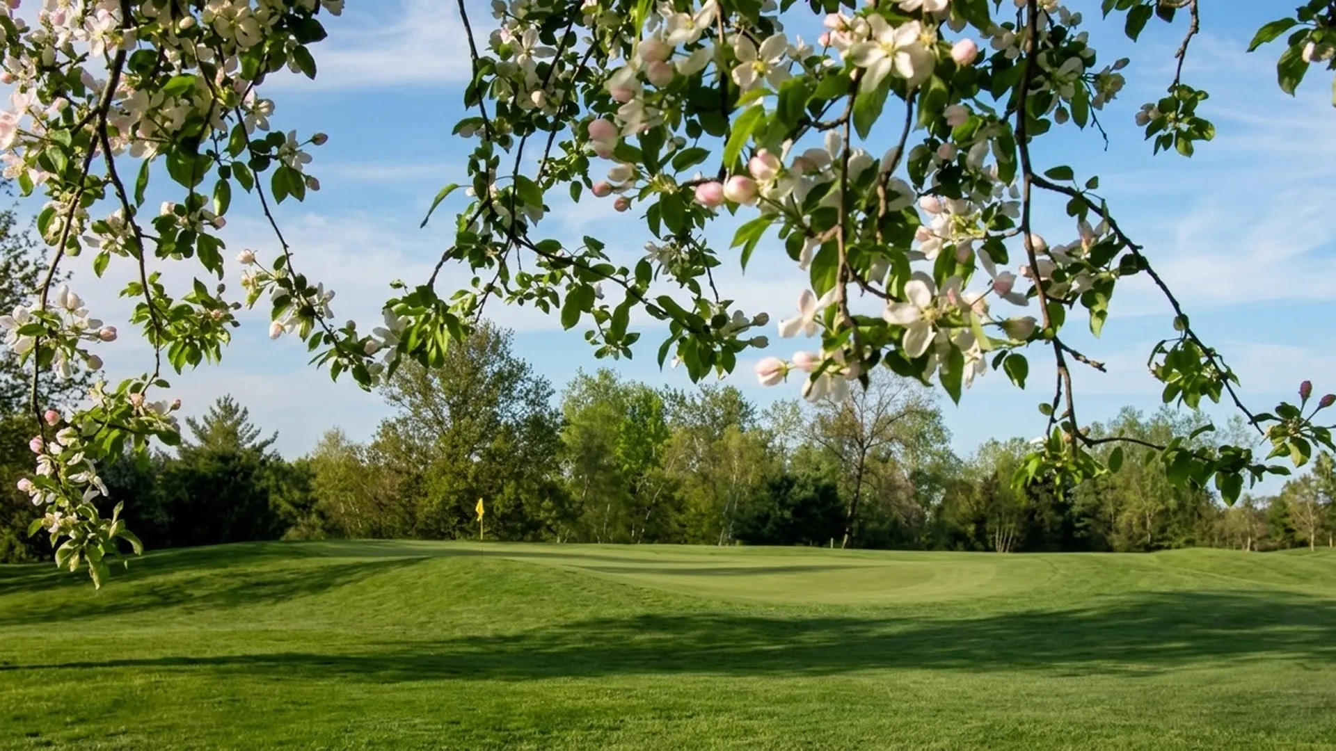 Spring blossoms framing a green at Airway Meadows